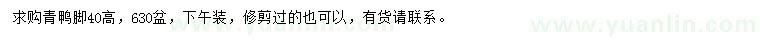 求購(gòu)高40公分青鴨腳