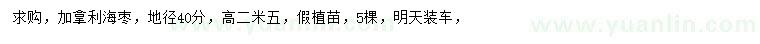 求購地徑40公分加拿利海棗