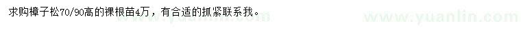 求購高70、90公分樟子松