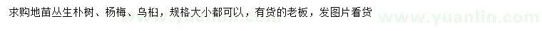 求購叢生樸樹、楊梅、烏桕