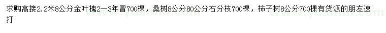 求購金葉槐、桑樹、柿子樹