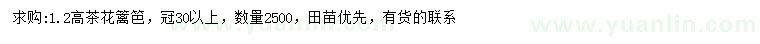 求購高1.2米茶花