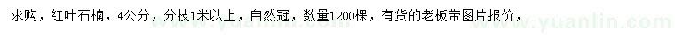 求購4公分紅葉石楠