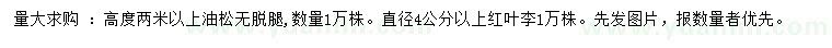 求購高2米以上油松、4公分以上紅葉李