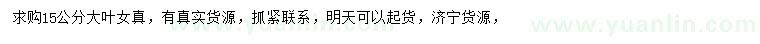 求購(gòu)15公分大葉女貞