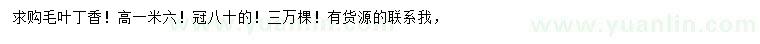 求購高1.6米毛葉丁香