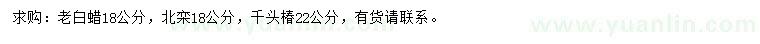 求購老白蠟、北欒、千頭椿