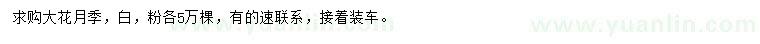 求購大花月季