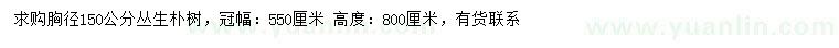 求購(gòu)胸徑150公分叢生樸樹