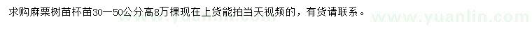 求購(gòu)高30-50公分麻栗樹(shù)