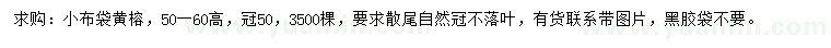 求購高50-60公分黃榕