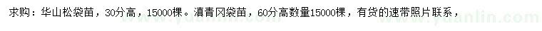 求購高30公分華山松、高60公分滇青