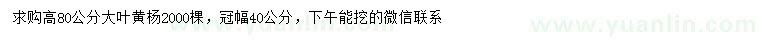 求購高80公分大葉黃楊