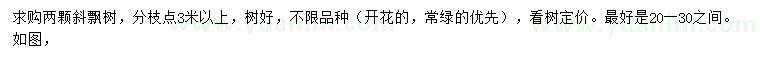 求購20-30公分斜飄樹