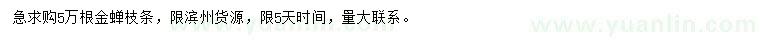 求購(gòu)金蟬