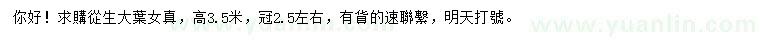 求購高3.5米叢生大葉女貞