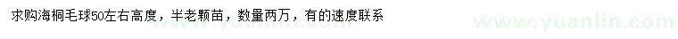求購高50公分左右海桐毛球