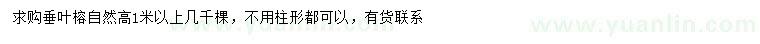 求購高1米以上垂葉榕