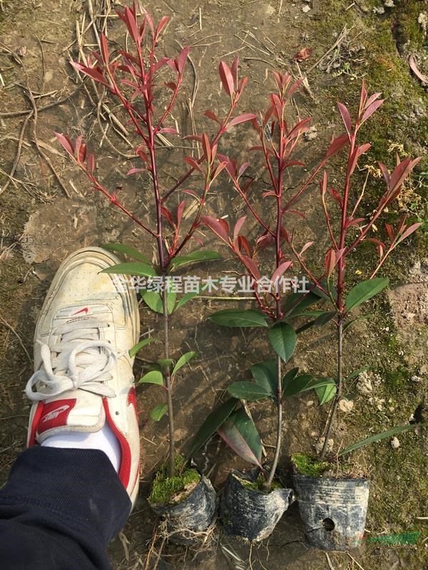 浙江金華2020紅葉石楠杯苗價格一覽表