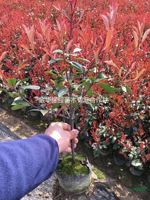 浙江金華2020紅葉石楠杯苗價格一覽表