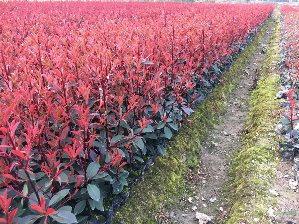 浙江紅葉石楠杯苗價格0.22元一株,金華基地批發(fā)