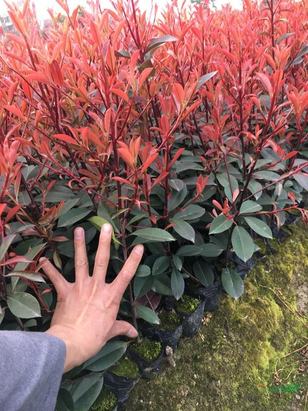 浙江紅葉石楠杯苗價格0.22元一株,金華基地批發(fā)