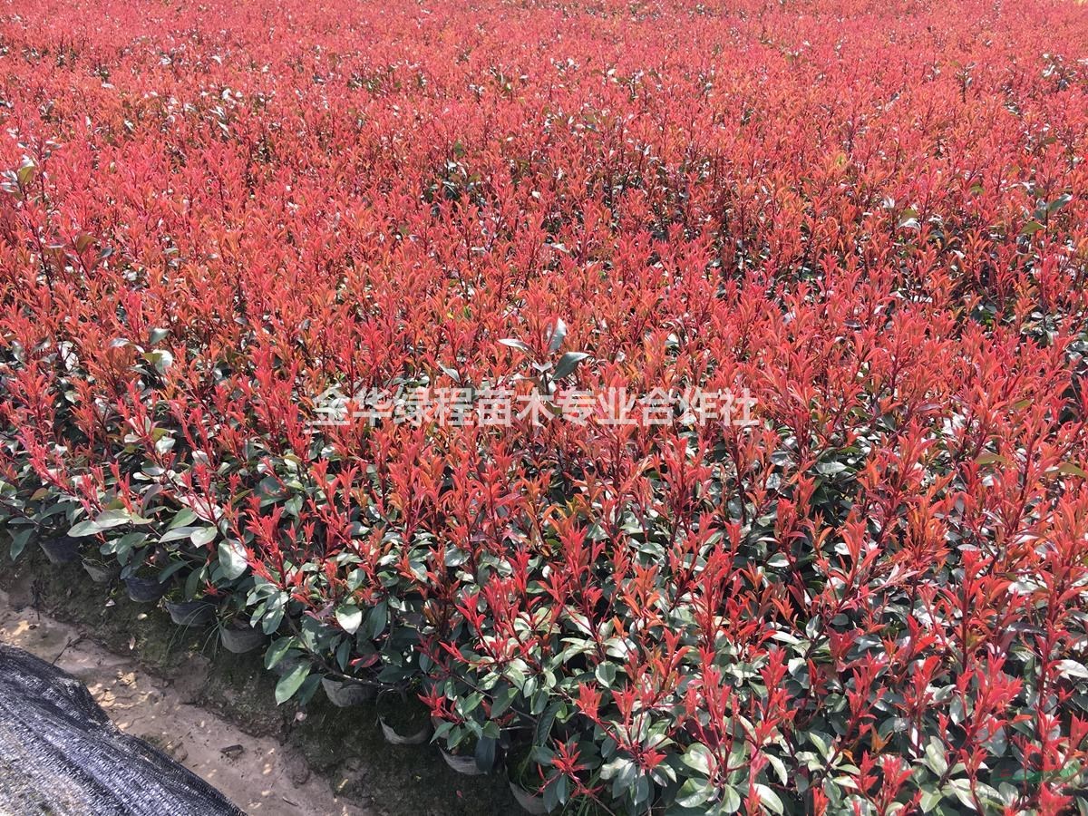 供應(yīng)高度10-70cm紅葉石楠杯苗 金華紅葉石楠杯苗基地