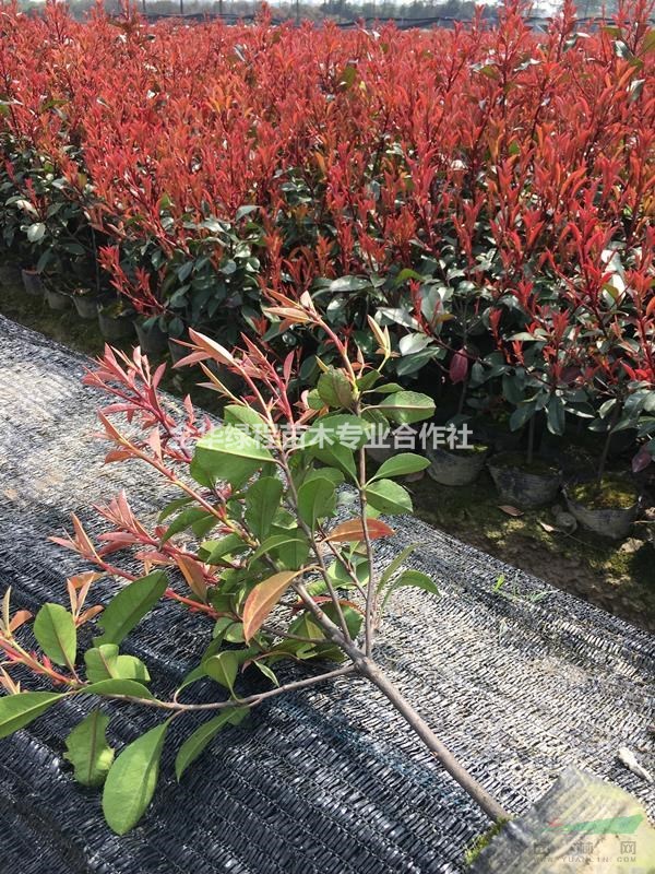 供應(yīng)高度10-70cm紅葉石楠杯苗 金華紅葉石楠杯苗基地