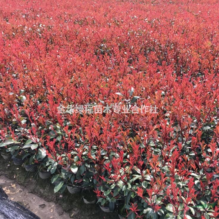 浙江紅葉石楠杯苗圖片,金華杯苗紅葉石楠價(jià)格多少錢一棵