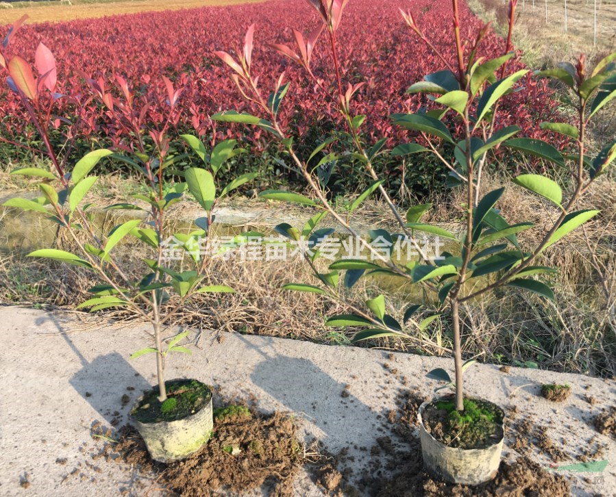 金華紅葉石楠杯苗哪里好 浙江紅葉石楠杯苗哪家便宜價(jià)格是多少