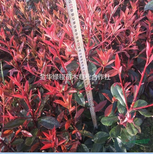 浙江紅葉石楠杯苗價(jià)格0.20元一株 金華紅葉石楠小苗批發(fā)基地