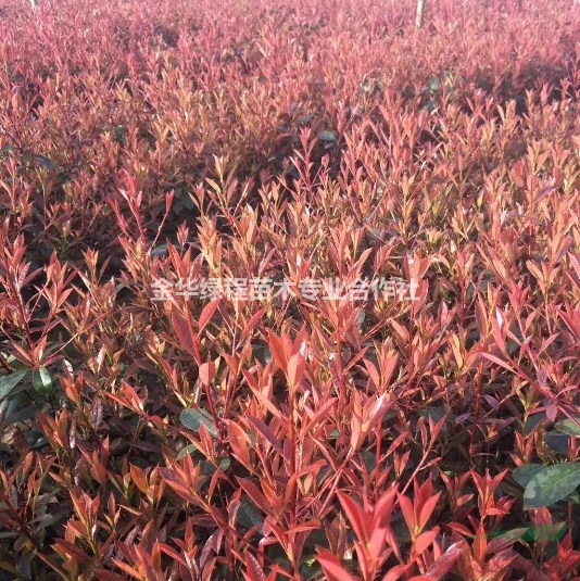 浙江紅葉石楠杯苗價(jià)格0.20元一株 金華紅葉石楠小苗批發(fā)基地