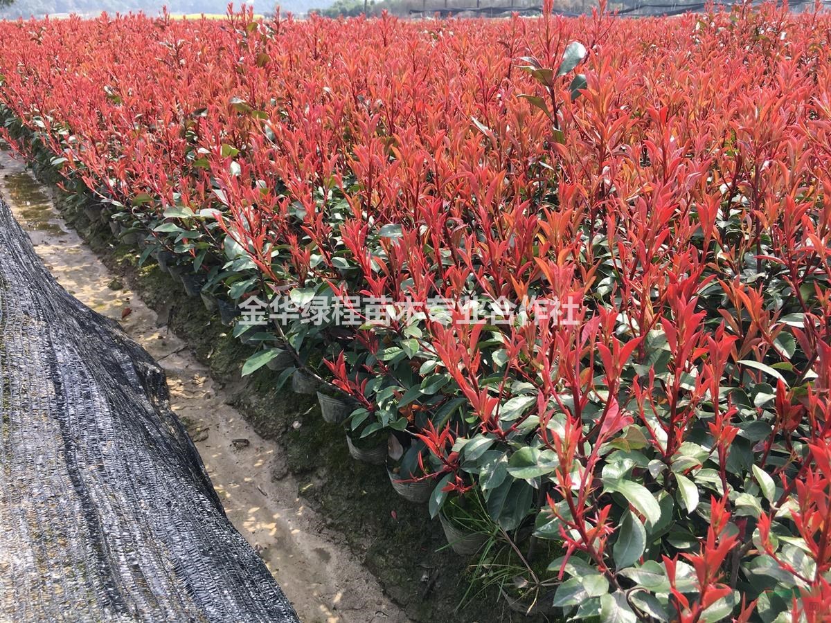 2020浙江紅葉石楠杯苗價(jià)格一覽表 金華紅葉石楠小苗多少錢(qián)？