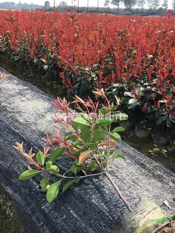 2020浙江紅葉石楠杯苗價(jià)格一覽表 金華紅葉石楠小苗多少錢(qián)？