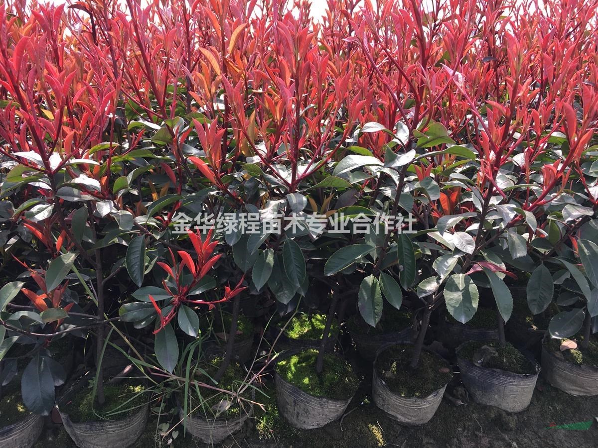 60高金華紅葉石楠杯苗基地 供應(yīng)浙江紅葉石楠大杯苗30cm冠