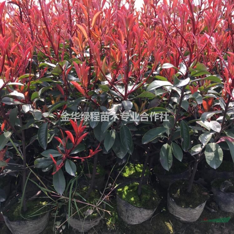 浙江紅葉石楠杯苗哪里好/哪家便宜_金華綠程苗木紅葉石楠大杯苗