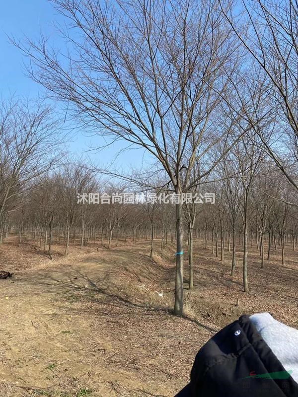沭陽紅櫸基地 銷售紅櫸小苗  櫸樹價格 圖片