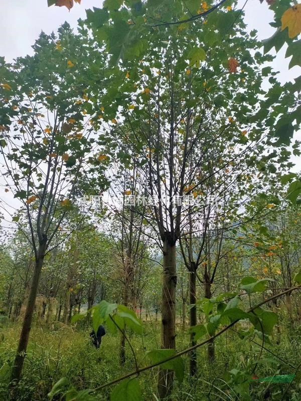 沭陽馬褂木產地 馬褂木小苗多少錢一株 價格表圖片
