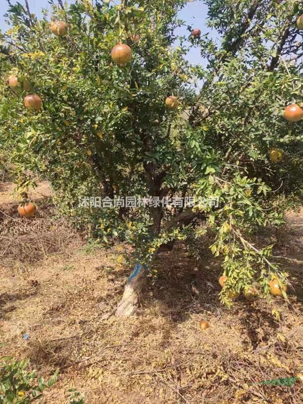 沭阳石榴基地 销售花石榴 独杆石榴 石榴小苗 丛生花石榴价格