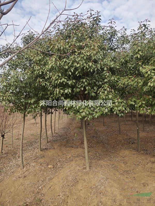 大量直銷高桿石楠基地 獨桿石楠 高桿石楠小苗價格 圖片