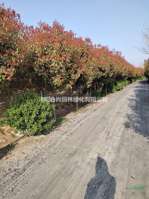 大量直銷高桿石楠基地 獨桿石楠 高桿石楠小苗價格 圖片
