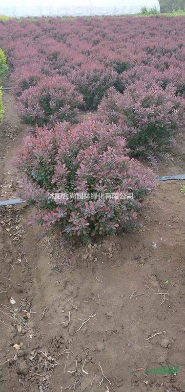 沭阳红叶小檗球基地 大量销售红叶小檗小苗价格 红叶小波球图片