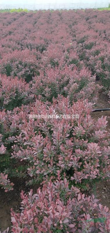 沭阳红叶小檗球基地 大量销售红叶小檗小苗价格 红叶小波球图片