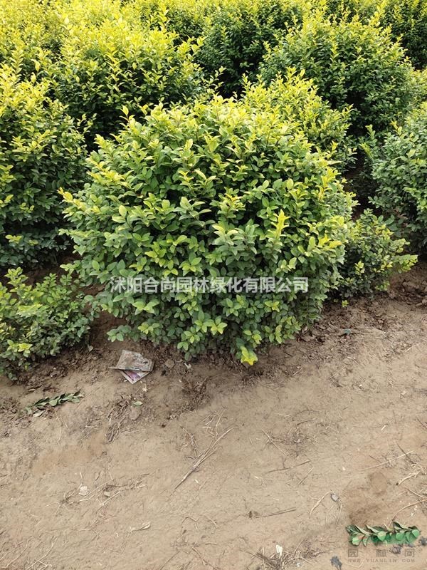 沭陽金葉女貞球基地 金葉女貞球圖片 金葉女貞小苗多少錢一株 