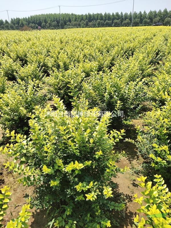 沭陽金葉女貞球基地 金葉女貞球圖片 金葉女貞小苗多少錢一株 