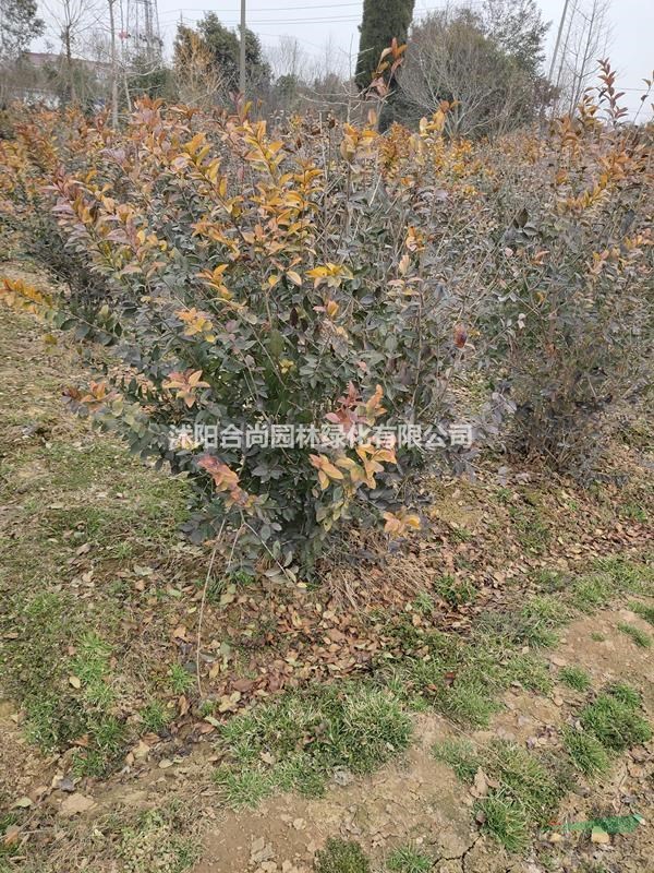 沭陽金葉女貞球基地 金葉女貞球圖片 金葉女貞小苗多少錢一株 