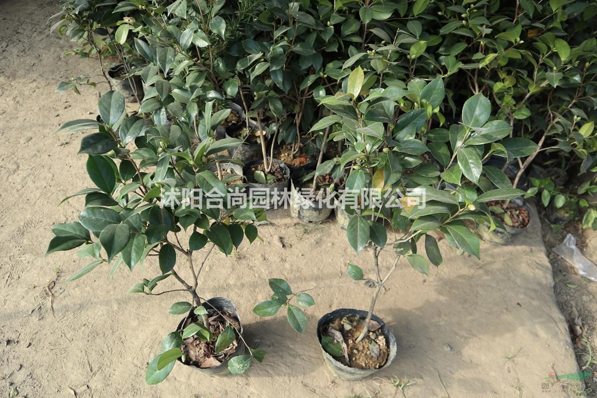 茶梅產地 茶梅樹價格 茶梅球圖片茶梅小苗多少錢一株