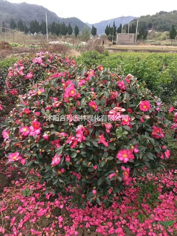 茶梅產地 茶梅樹價格 茶梅球圖片茶梅小苗多少錢一株