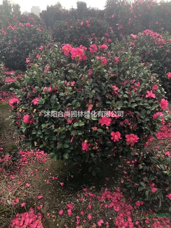 茶梅產地 茶梅樹價格 茶梅球圖片茶梅小苗多少錢一株