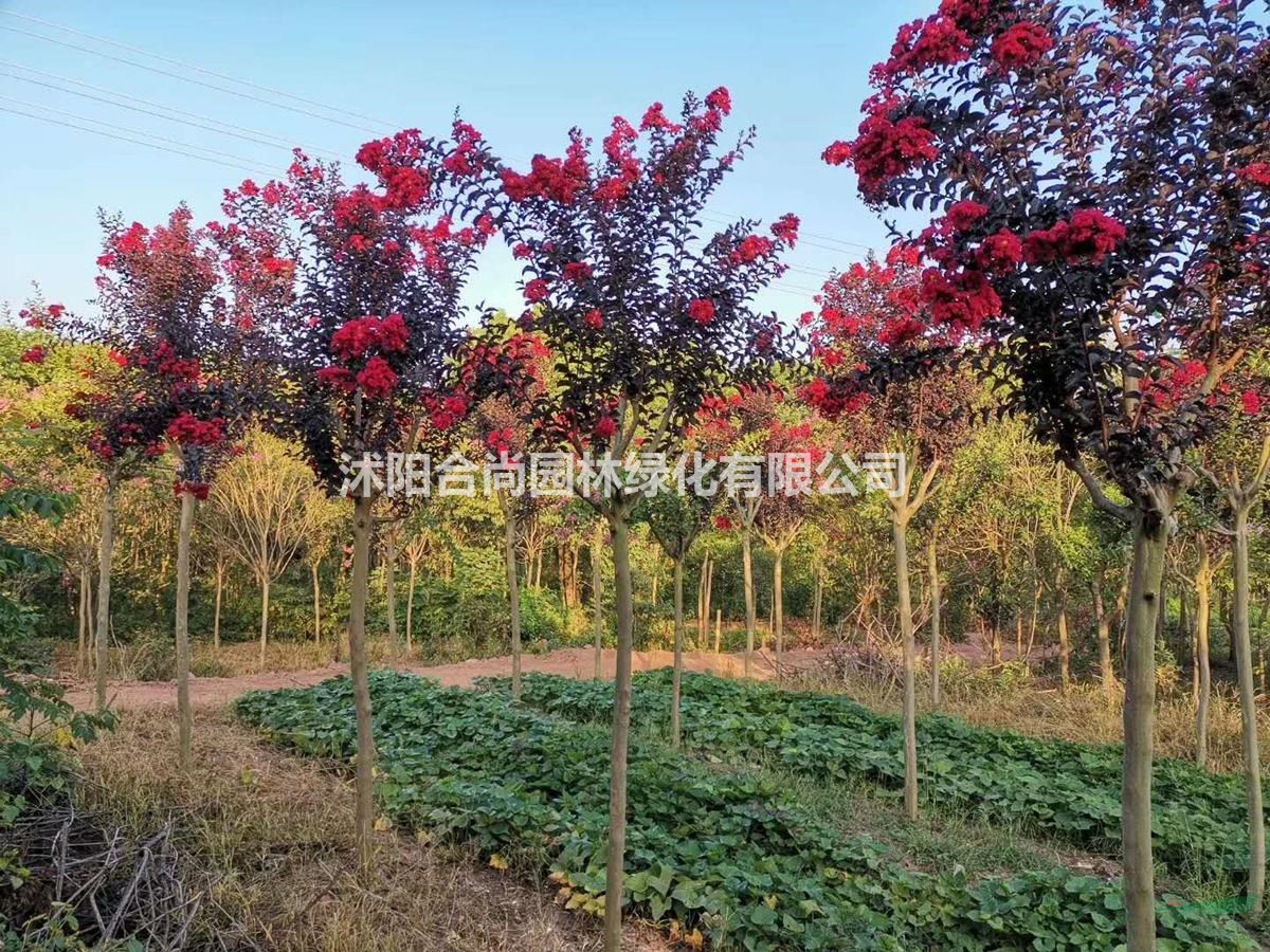 沭陽美國紫薇基地 百日紅 四川紅紫薇 叢生紅火球紫薇圖片